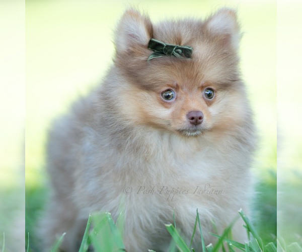 Medium Photo #76 Pomeranian Puppy For Sale in WARSAW, IN, USA