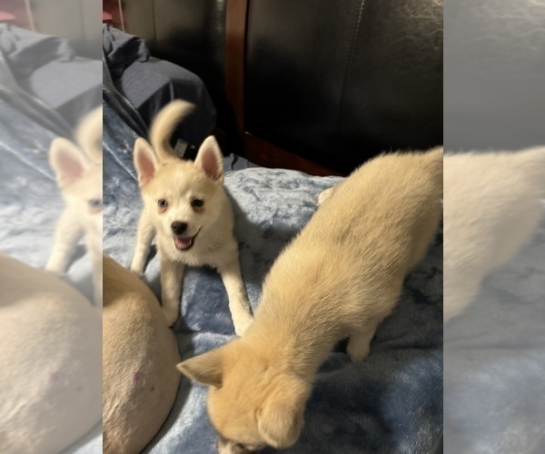 Medium Photo #198 Pomsky Puppy For Sale in LOVELAND, CO, USA