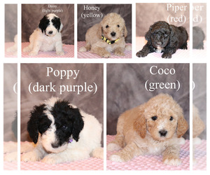 Poodle (Standard) Puppy for Sale in LUFKIN, Texas USA