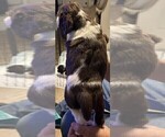 Small #2 English Springer Spaniel