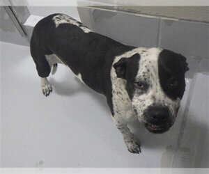Mutt Dogs for adoption in Augusta, GA, USA