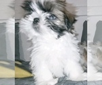 Small Photo #1 Shih Tzu Puppy For Sale in FORT WORTH, TX, USA