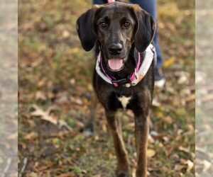 Mutt Dogs for adoption in Spring Lake, NC, USA