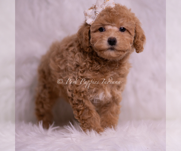 Medium Photo #3 Poodle (Toy) Puppy For Sale in WARSAW, IN, USA