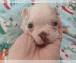 Small Photo #6 Boston Terrier Puppy For Sale in ANNISTON, AL, USA