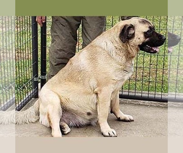 Medium Photo #1 American Mastiff Puppy For Sale in JACKSON, OH, USA