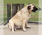 Small Photo #1 American Mastiff Puppy For Sale in JACKSON, OH, USA