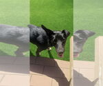 Small #2 Labrador Retriever Mix