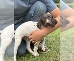 Puppy Beau German Shorthaired Pointer