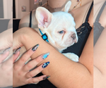 Puppy Aspen French Bulldog