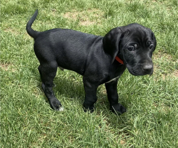 Medium Photo #3 German Shorthaired Lab Puppy For Sale in LIMON, CO, USA