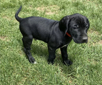 Small #2 German Shorthaired Lab