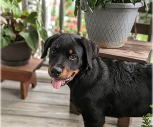Rottweiler Puppy for sale in CHRISTIANA, PA, USA