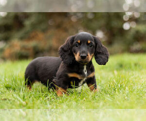 Dachshund Puppy for Sale in WARSAW, Indiana USA