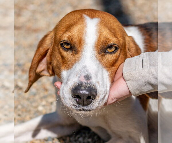 Medium Photo #4 Mutt Puppy For Sale in Hilton Head, SC, USA