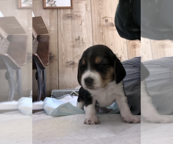 Medium Photo #3 Beagle Puppy For Sale in FORT DODGE, IA, USA