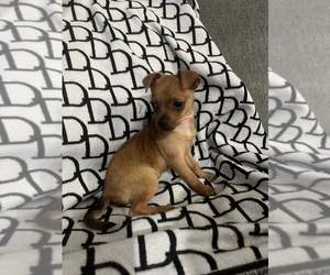 Chihuahua Puppy for sale in SAN BERNARDINO, CA, USA
