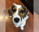 Small #3 Bagle Hound