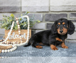 Puppy Dior Dachshund