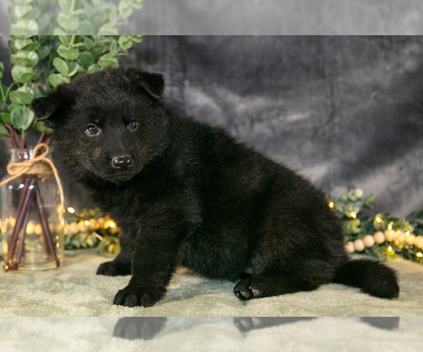 Medium Photo #13 German Shepherd Dog Puppy For Sale in SHIPSHEWANA, IN, USA