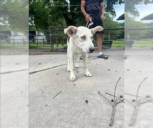Labrador Retriever Dogs for adoption in Conroe, TX, USA