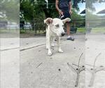 Small Labrador Retriever