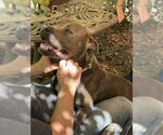 Small #4 American Pit Bull Terrier-Bulldog Mix