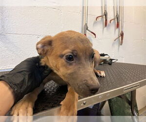 Mutt Dogs for adoption in Corona, CA, USA