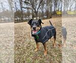 Small #2 Miniature Pinscher Mix