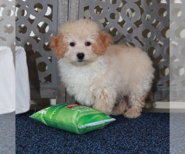 Medium Photo #2 Poochon Puppy For Sale in MOUNT VERNON, OH, USA