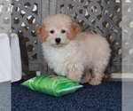 Small #1 Poochon