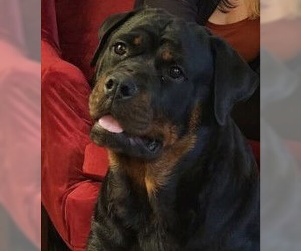 Medium Photo #1 Rottweiler Puppy For Sale in Hillsboro, NH, USA