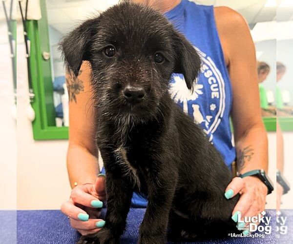 Medium Photo #2 Mutt Puppy For Sale in Washington, DC, USA