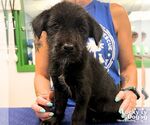 Small #1 Mutt