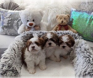 Shih Tzu Puppy for sale in MISSION VIEJO, CA, USA