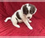 Small Photo #32 Borador Puppy For Sale in MARION, VA, USA