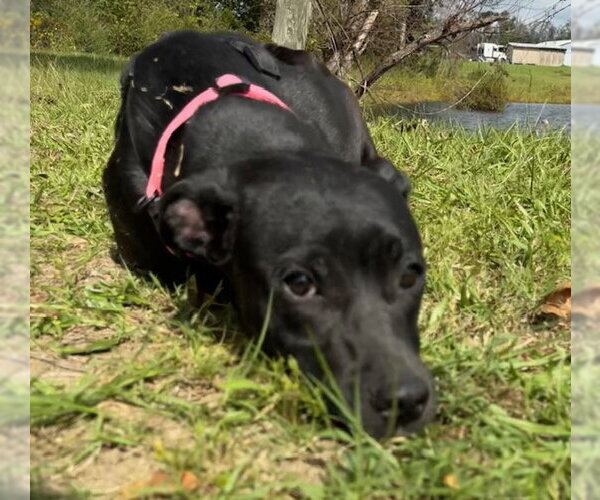 Medium Photo #4 Mutt Puppy For Sale in Tarrytown, GA, USA