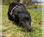 Small Photo #4 Mutt Puppy For Sale in Tarrytown, GA, USA