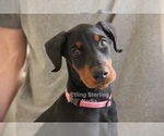 Small Photo #4 Doberman Pinscher Puppy For Sale in FREDERICKTOWN, MO, USA