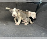 Small Photo #10 American Pit Bull Terrier Puppy For Sale in DETROIT, MI, USA