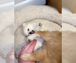 Small Photo #7 Pomeranian Puppy For Sale in ALBUQUERQUE, NM, USA