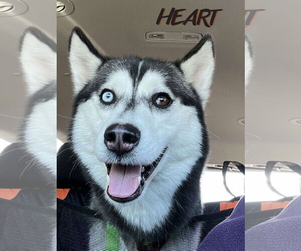 Medium Photo #4 Siberian Husky Puppy For Sale in Severn, MD, USA