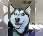 Small #3 Siberian Husky