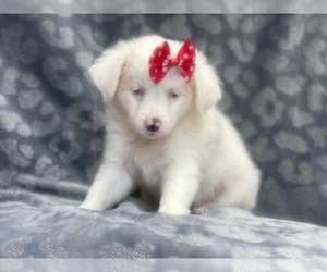 Australian Shepherd Puppy for sale in LAKELAND, FL, USA