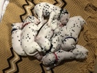 Small Photo #18 Dalmatian Puppy For Sale in LINCOLN, NE, USA