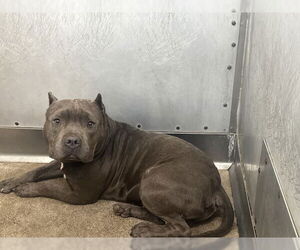American Pit Bull Terrier Dogs for adoption in San Bernardino, CA, USA