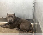 Small American Pit Bull Terrier