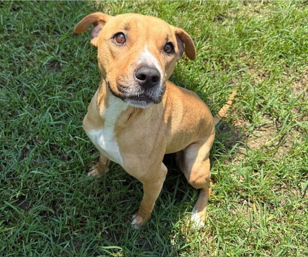 Medium Photo #5 Mutt Puppy For Sale in Woodbury, NY, USA