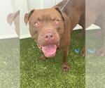 Small #1 American Pit Bull Terrier