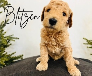 Aussie-Poo-Aussiedoodle Miniature Mix Puppy for sale in WILLIAMSBURG, KY, USA